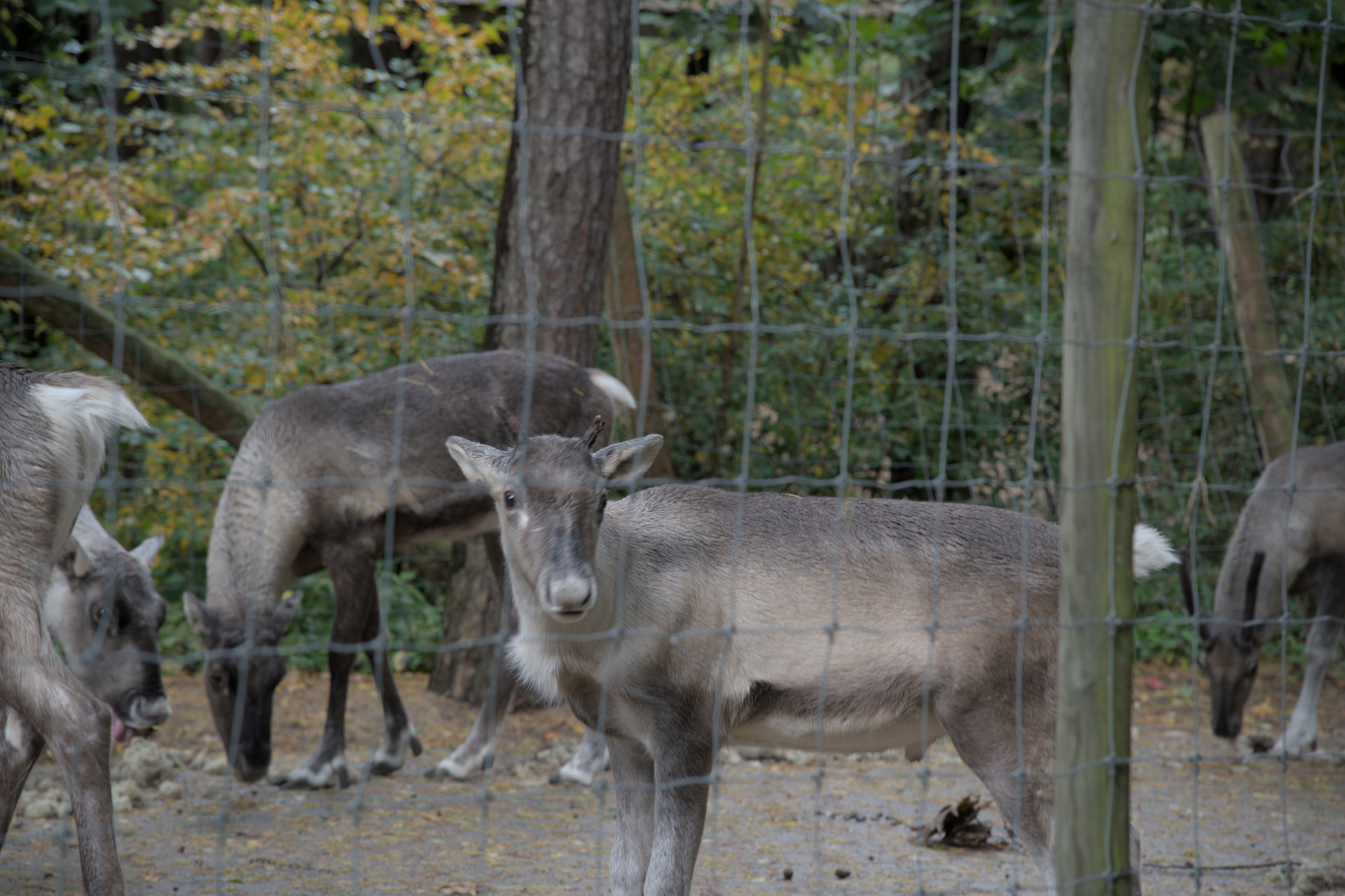 2025/10/12 - zoo/DSC_0067.jpg
